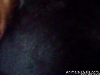 Dirty dude ploughs a sexy animal from behind