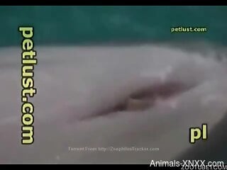 Dude grabs that dolphin by the cock to make it cum