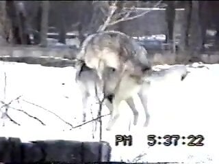 Wolves humping each other in a strangely romantic video