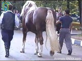 Shameless stallion showing its dick in public