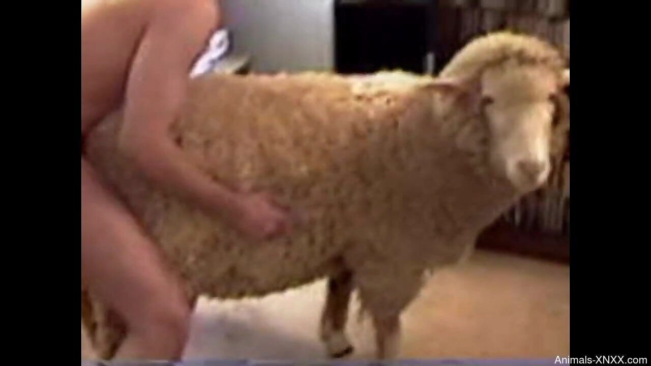 man fuck sheep xxx