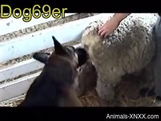 Closeup romp showing a hot dog and a horny sheep