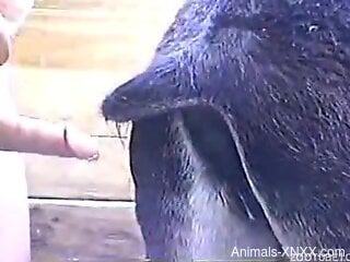 Animal pussy getting fucked by an oversized cock