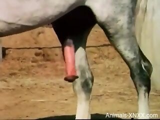 Oversized horse penis is on full display in voyeur XXX