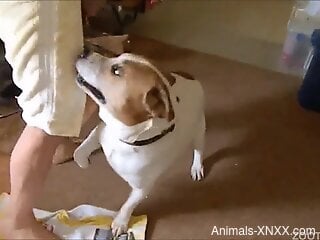Guy's ass gets licked by a dog in a hot porn movie