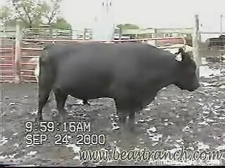 Hot animal shows off its hard cock in a kinky video