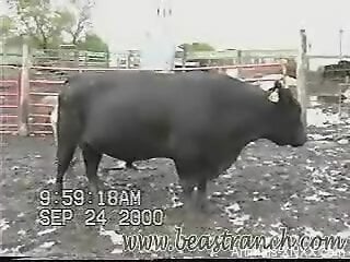 Hot animal shows off its hard cock in a kinky video