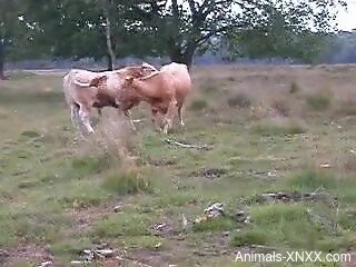 Hot animals fucking each other to orgasm HARD