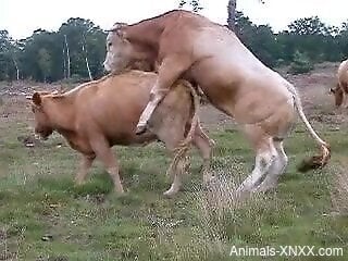 Hot animals fucking each other to orgasm HARD