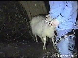 Denim-clad fucker dominating a sheep's throat