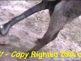 Donkey cock fuck movie with two sexy animals