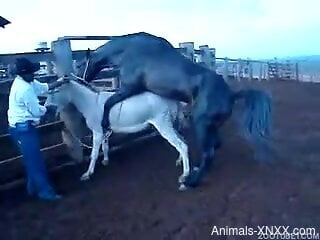 Brown stallion fucking an obedient white creature