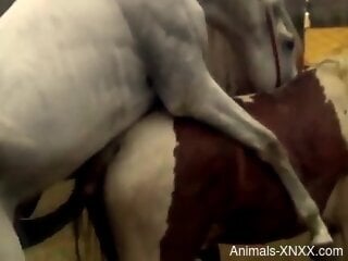 Sexy white horse fucking a lovely mare from behind