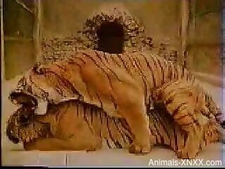 Tigers fucking in a way that makes them both cum