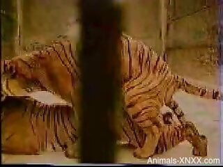 Tigers fucking in a way that makes them both cum