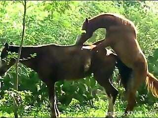 Horse fucking with two animals that enjoy hard sex