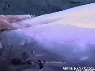 Sexy dolphin getting freaky with a true zoophile