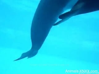 Sexy dolphin doesn't want to fuck yet another bitch