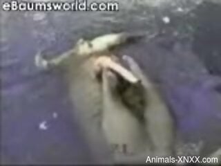 Sexy seal stroking its massive penis for the camera