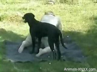 Tubby bitch enjoying hard sex with a black dog