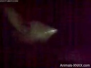Needy man tries to deep fuck animal in the ass and films himself
