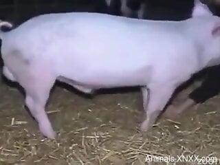 Horny woman filmed when a pig fucks her in the pussy