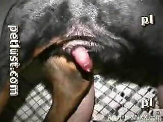 Perverted zoophile is fucking his dog on real homemade