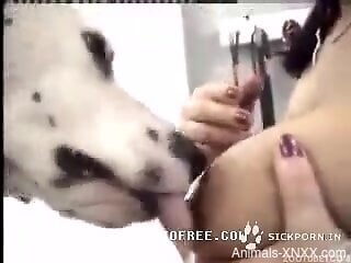Busty brunette babe allows the dog access to her creamy cunt