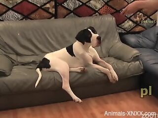Perverted zoophile is fucking his dog