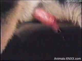 Vintage zoophilia porn video clip