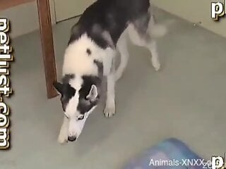 Perverted guy is rubbing her dog's cunt