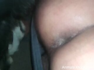 Hardcore zoo anal sex banging on a real homemade