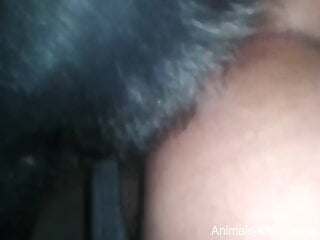 Hardcore zoo anal sex banging on a real homemade