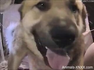 Chubby ass babes share dog dick for intimate perversions