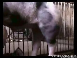 Pig fucks curvy woman hard enough to make her come big time