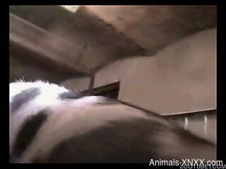 Pig fucks curvy woman hard enough to make her come big time