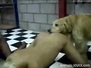 Insolent ladies share the furry dog dick in mutual kinks