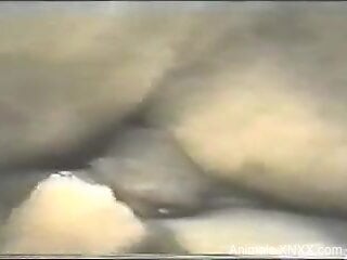 Sensual sluts share the dog dick togther and pose really hot