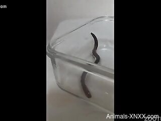 Naked man inserts a big worm in his cock for better pleasure