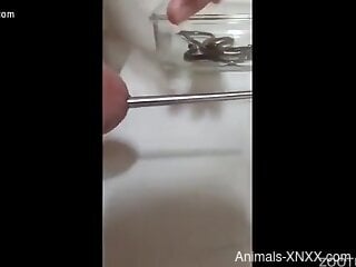 Naked man inserts a big worm in his cock for better pleasure