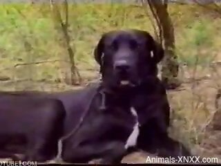 Sexy wife and her man involve their dog in sexual kinks