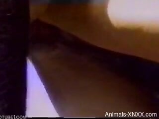 Sexy wife and her man involve their dog in sexual kinks