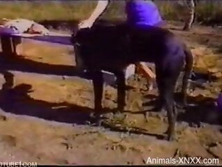 Sexy wife and her man involve their dog in sexual kinks