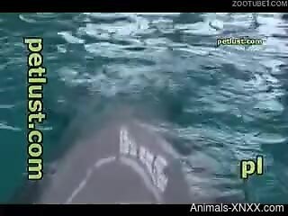 Underwater zoo kinks make the horny man feel excellent