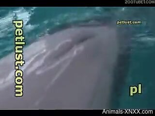 Underwater zoo kinks make the horny man feel excellent