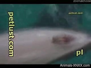 Underwater zoo kinks make the horny man feel excellent