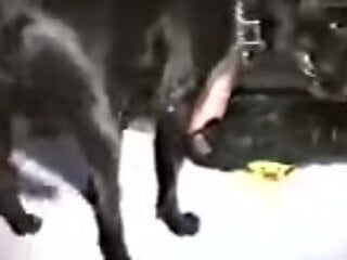 Dog fucks naked blonde from behind in vintage zoo sex scenes