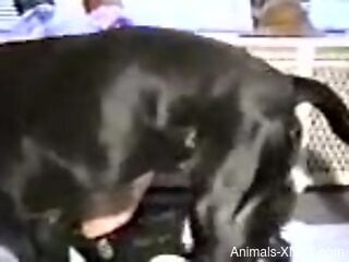 Dog fucks naked blonde from behind in vintage zoo sex scenes