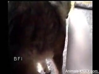 Slim amateur filmed at home when the dog fucks her brains out