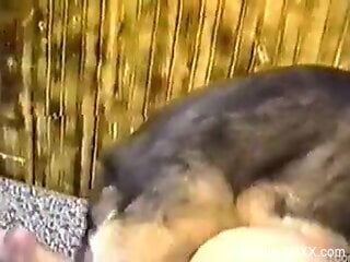 Insolent bitches share stray dog's dick in sexy perversions